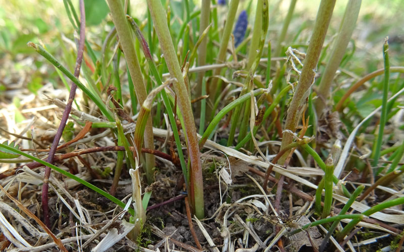 Muscari neglectum - Asparagaceae